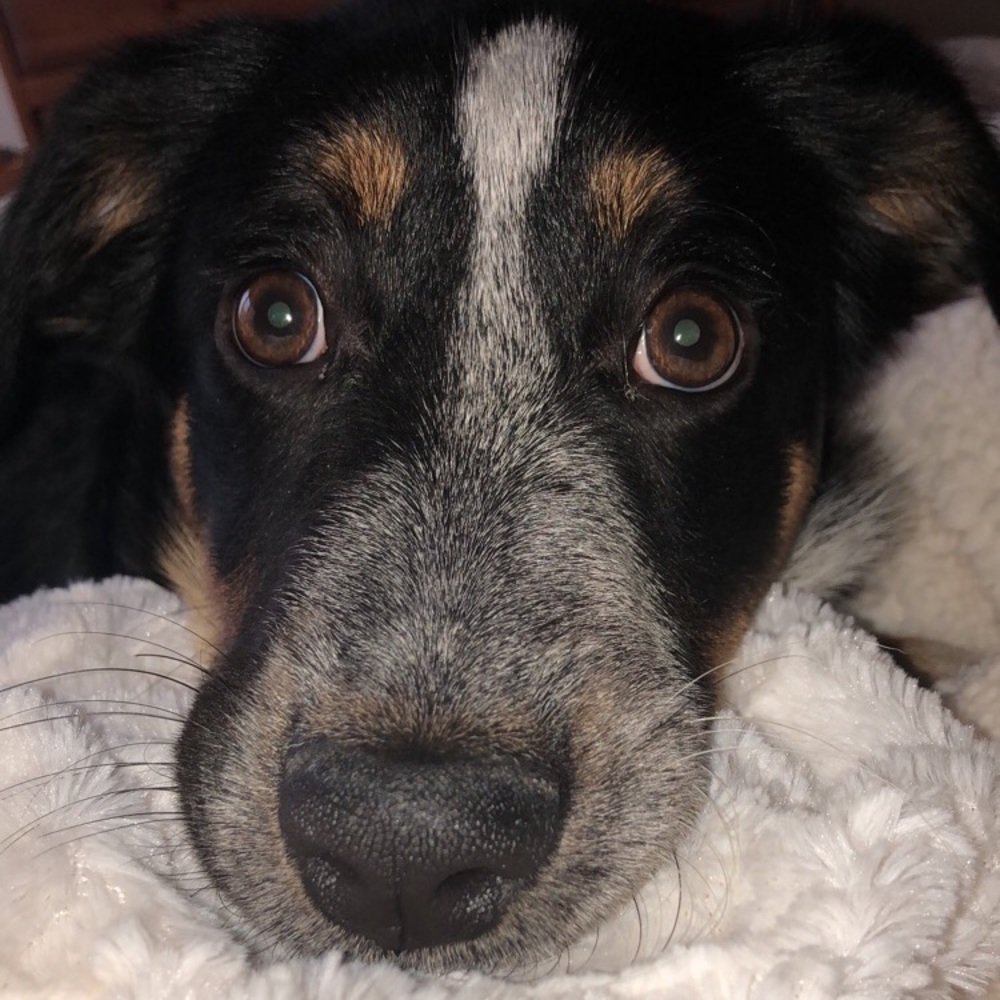 Meet your Posher, Ila